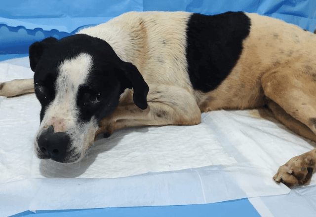 Imagem da noticia Tutores pagam R$ 300 para pedreiro e comparsa enterrarem cachorros vivos no RJ