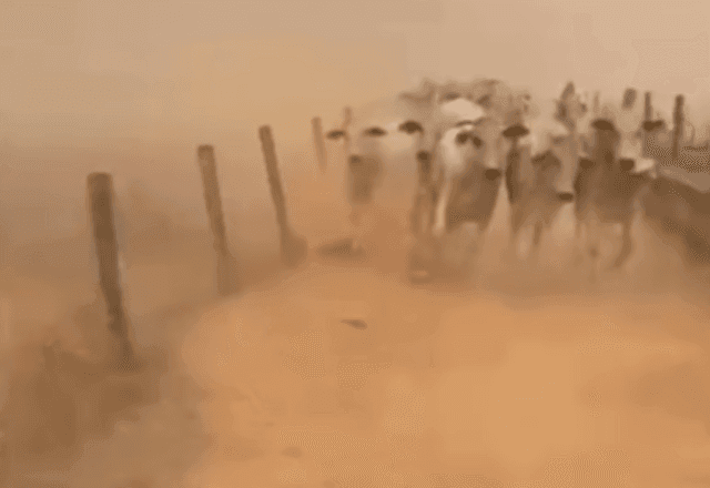 Imagem da noticia Vídeo: gado foge de fazenda atingida por queimadas em Goiás