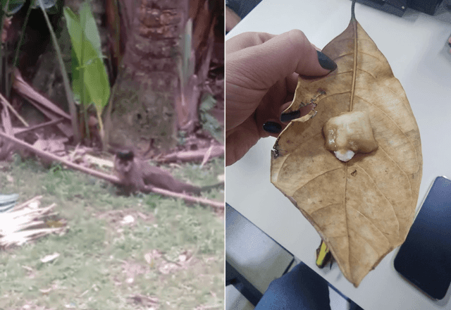 Imagem da noticia Preso casal suspeito de dopar macacos com clonazepam no Jardim Botânico, na zona sul do Rio