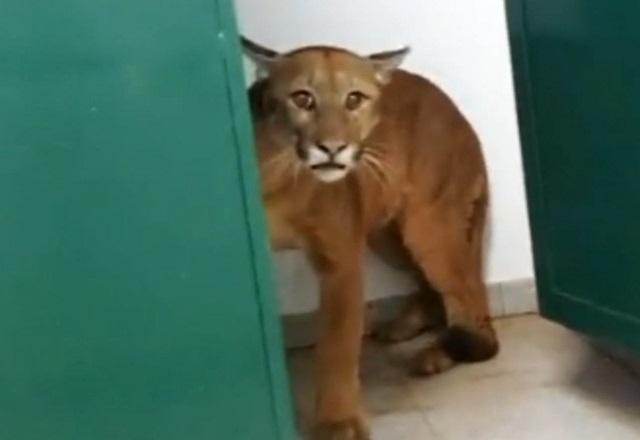 Imagem da noticia Vídeo: onça-parda invade banheiro de escola e surpreende estudantes em MG