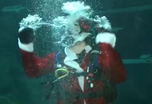 Imagem da noticia Papai Noel mergulha com tubarões no Aquário Marinho do Rio de Janeiro