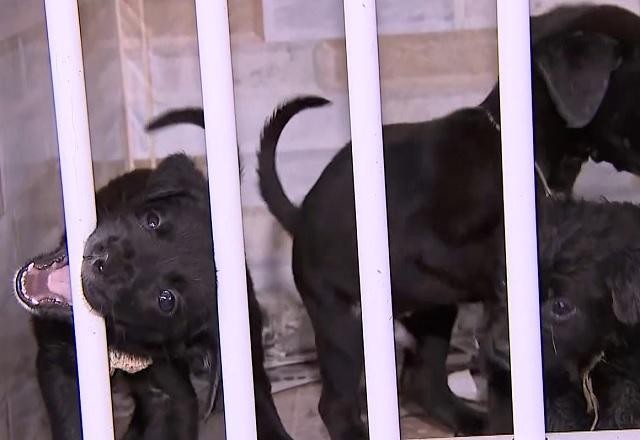 Imagem da noticia Polícia Militar resgata dez filhotes de cachorro abandonados na Grande SP
