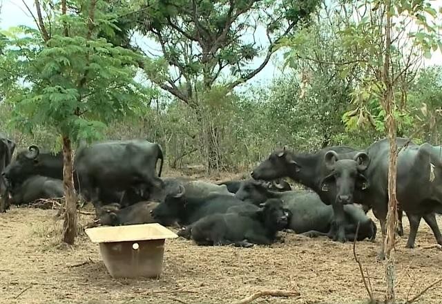Imagem da noticia Fazendeiro é multado em mais de R$ 3 mi por abandonar rebanho de búfalos
