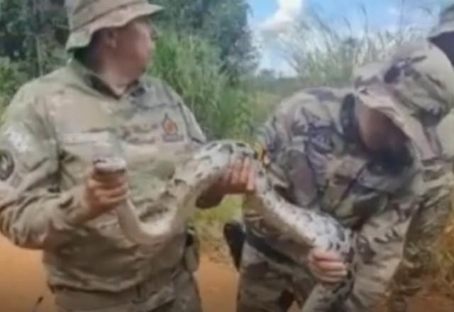 Imagem da noticia Após quatro dias de busca, cobra píton é recapturada no Distrito Federal