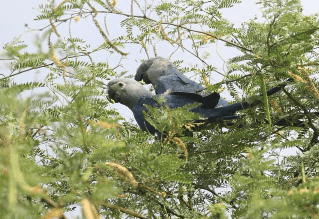 Imagem da noticia Criadouro rebate acusações e diz manter 98 ararinhas-azuis saudáveis na Caatinga