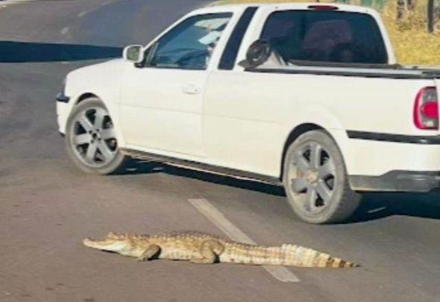 Imagem da noticia Jacaré visita condomínio de luxo em Brasília