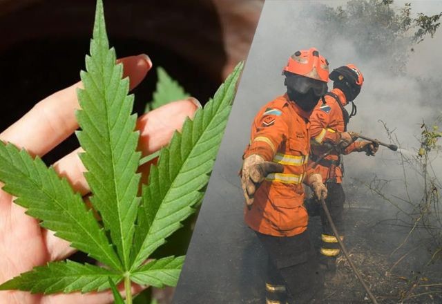 Imagem da noticia Brasil Agora: STF volta a julgar porte de maconha, fogo no Pantanal e mais notícias do dia