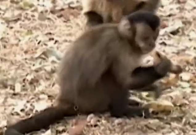 Imagem da noticia SP: macacos-prego são furtados de viveiro na Unesp de Araçatuba