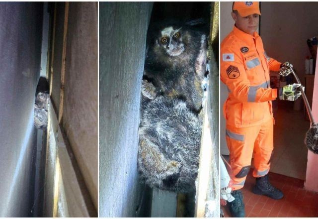 Imagem da noticia Sagui é encontrado atrás de guarda-roupas em Formiga (MG)
