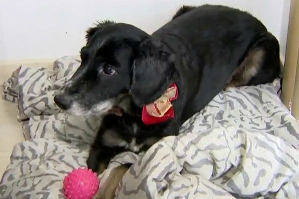 Imagem da noticia Saiba o que fazer para diminuir o sofrimento dos animais durante a queima de fogos