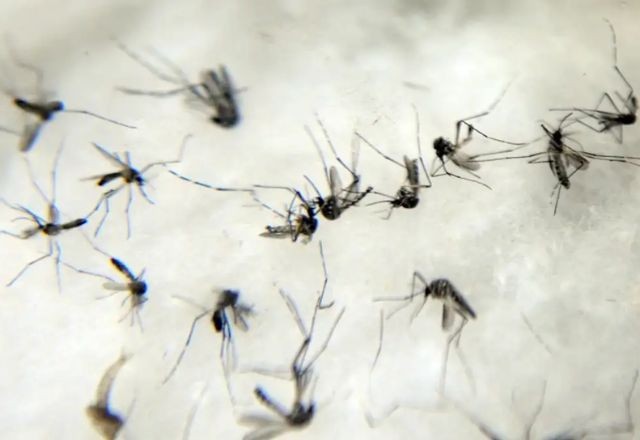Brasil se aproxima de 500 mortes por dengue em 2024