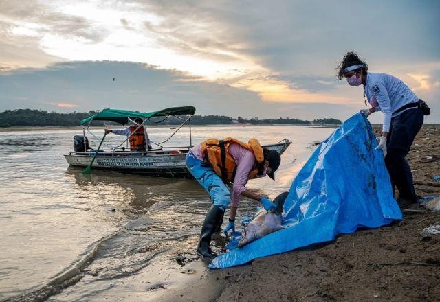 Imagem da noticia Alta temperatura e seca podem estar por trás de morte de botos no Amazonas