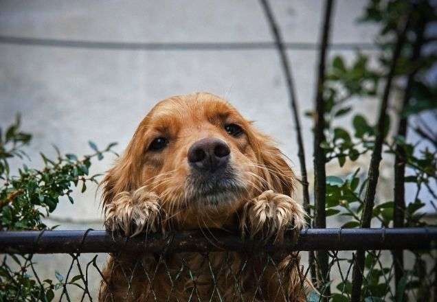 Imagem da noticia Sem quarentena: cachorrinha "pula a cerca" e deixa dono incrédulo