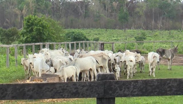 Imagem da noticia Mais de sete mil cabeças de gado morreram de fome em Roraima por conta de praga