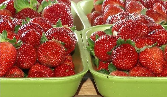 Imagem da noticia Nova variedade de morango pode ajudar a reduzir o preço da fruta no Brasil