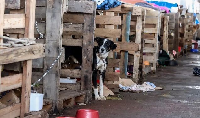 Imagem da noticia Governo do RS oferece R$ 450 para incentivar adoção de animais resgatados em enchentes
