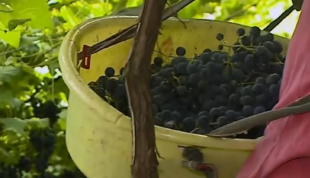 Imagem da noticia Após um ano, inquérito sobre trabalho análogo à escravidão em vinícolas ainda não foi concluído