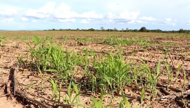 Imagem da noticia Agricultores e pecuaristas de Tocantins terão condições especiais para negociar dívidas