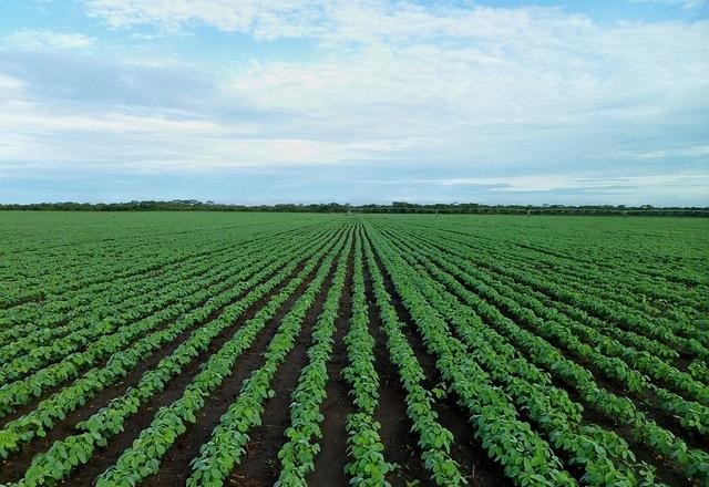 Imagem da noticia Recorde: América do Sul planta soja em 66,85 milhões de hectares