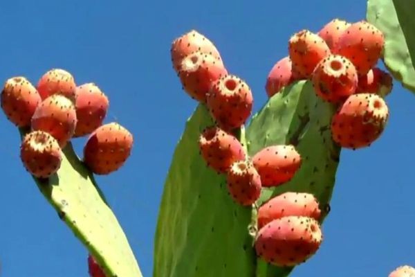 Imagem da noticia Substância extraída do cacto vira mania para quem sonha emagrecer