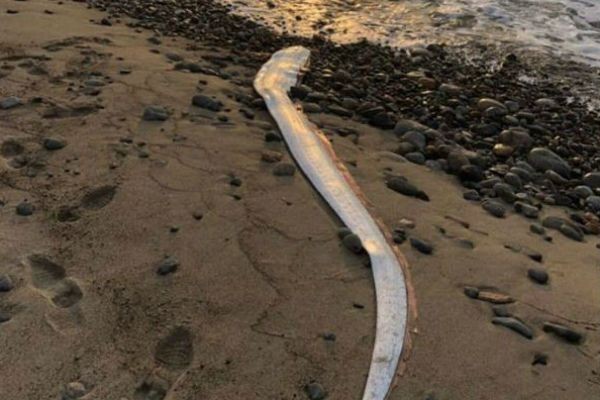 Surgimento de peixes gigantes no Japão causa temor de tsunamis