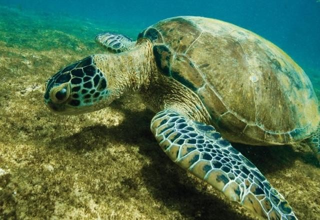Tartaruga-verde sai da Lista de Espécies Ameaçadas de Extinção