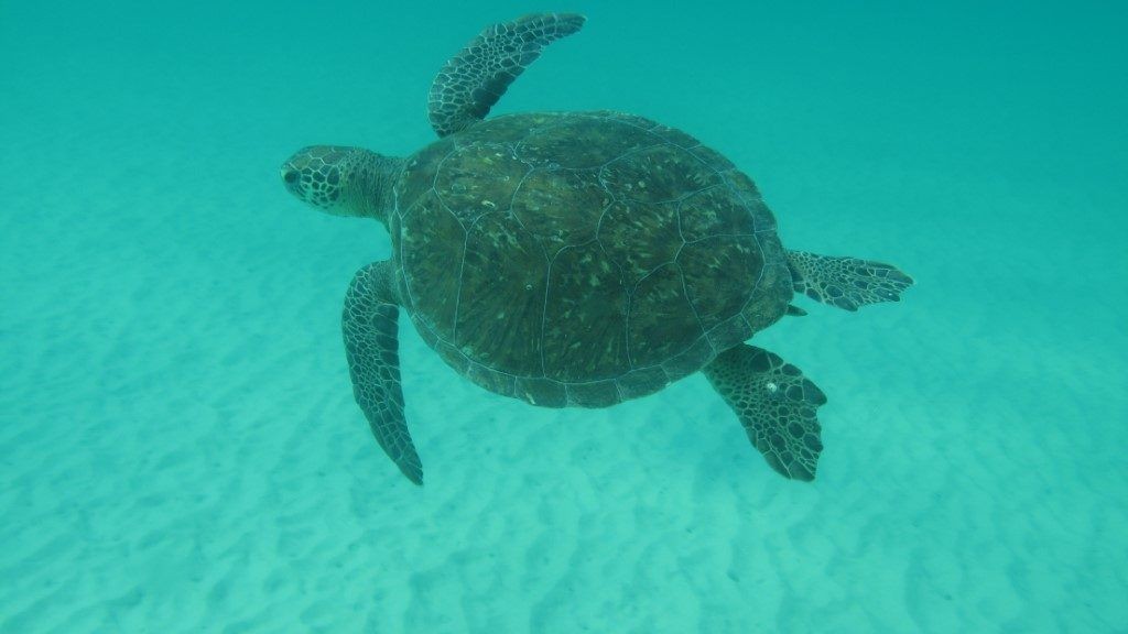 Imagem da noticia 70% das tartarugas encalhadas no RJ consumiram lixo humano, principalmente plásticos