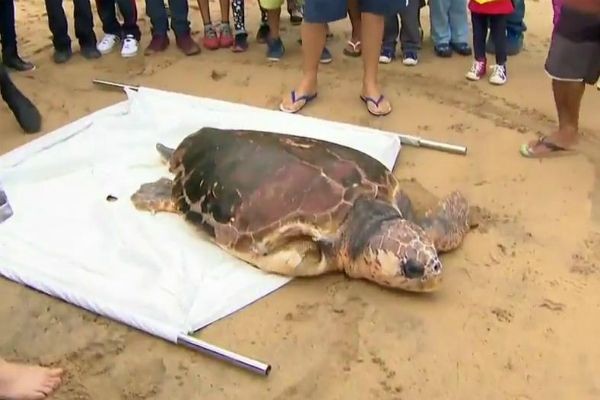 Tartaruga gigante retorna ao mar depois de fazer dieta