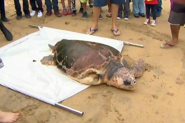 Imagem da noticia Tartaruga gigante retorna ao mar depois de fazer dieta