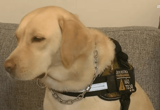 Imagem da noticia Justiça condena TAP por barrar embarque de criança autista com cão de assistência