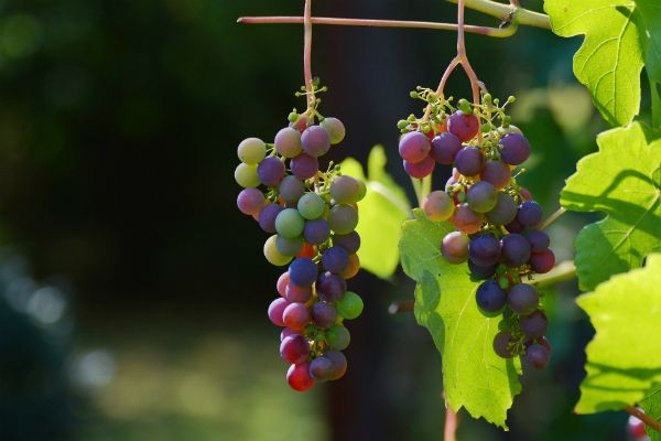 Imagem da noticia Temporais causam prejuízo de R$ 300 milhões a produtores de uva