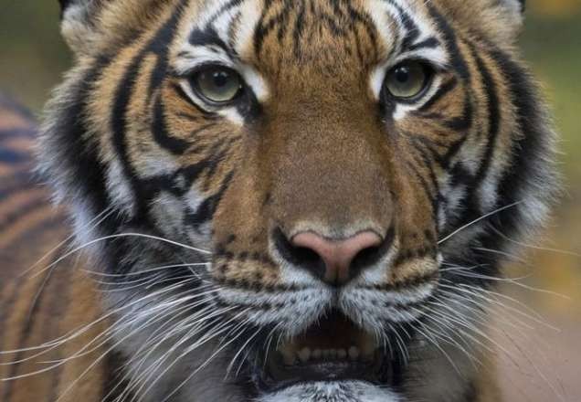 Tigre testa positivo para o novo coronavírus em Nova York