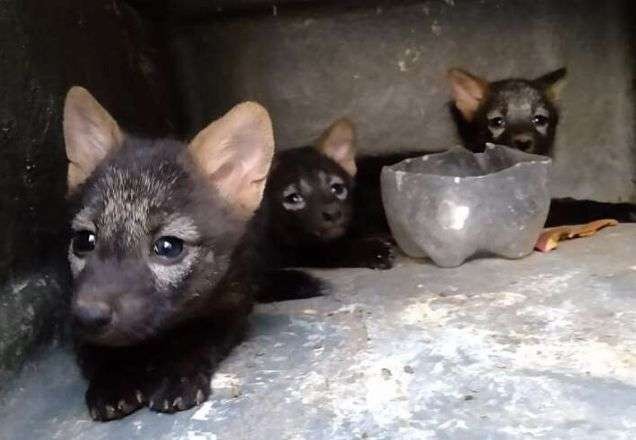 Imagem da noticia Torcedor do Cruzeiro é multado por criar filhotes de raposa em cativeiro