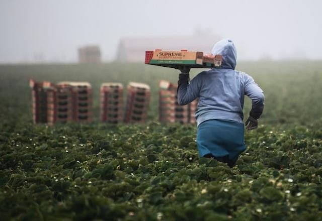 Agro: população ocupada no 2º tri é maior para o período desde 2015