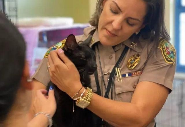 Imagem da noticia Gato é encontrado com vida após desabamento de prédio na Flórida