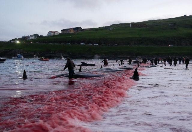 Imagem da noticia Ilhas Faroe cumprem tradição ancestral e matam 175 baleias