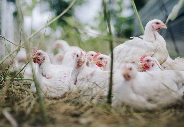 Imagem da noticia UE pode ter surto de gripe aviária em meio à pandemia de Covid-19