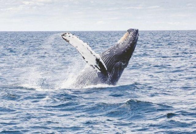 ONU chega a acordo histórico para conservação e uso sustentável dos oceanos