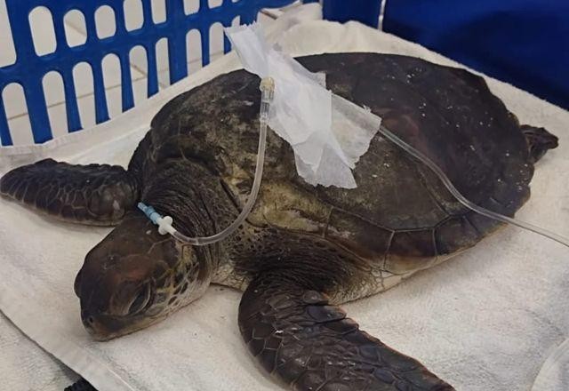 Imagem da noticia Tartaruga-verde morre após ingerir grande quantidade de plástico em SC
