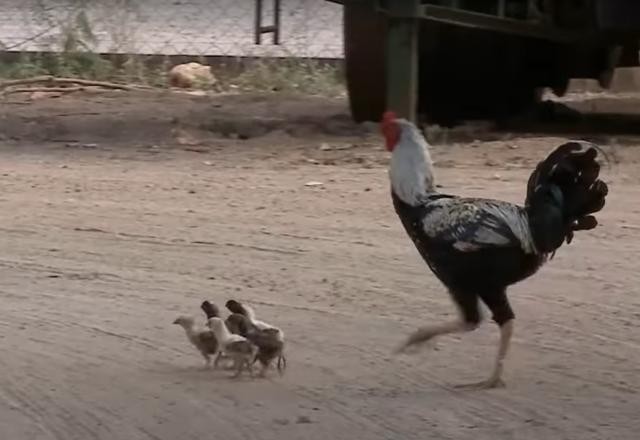 Imagem da noticia Galo adota seis pintinhos órfãos no interior de São Paulo