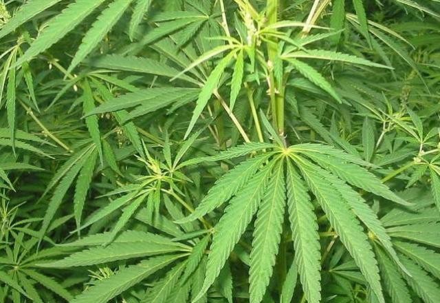 Imagem da noticia Anvisa aprova Extrato de Cannabis para venda em farmácias e drogarias