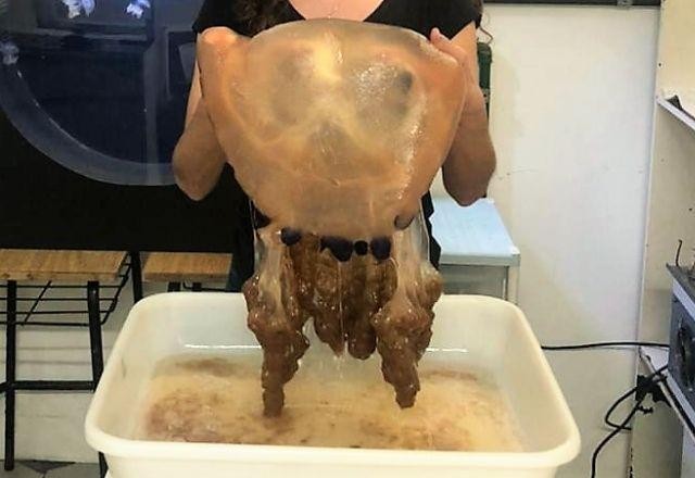 Imagem da noticia Pesquisadores de SC capturam exemplar raro de água-viva gigante