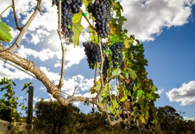 Imagem da noticia Vinhos do Vale do São Francisco recebem selo de indicação geográfica