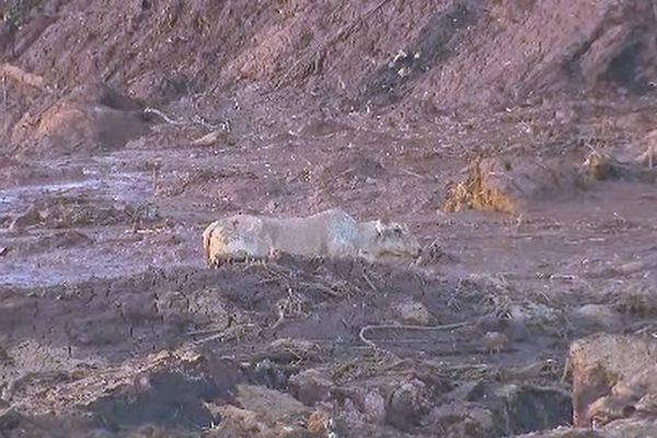 Vaca atolada na lama em Brumadinho (MG) é sacrificada