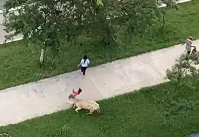 Vídeo: vaca espanta policiais e atinge pedestres em avenida de São Paulo