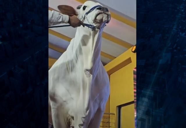 Imagem da noticia Vaca de ouro: "pedaço" do animal é arrematado por quase R$ 7 milhões