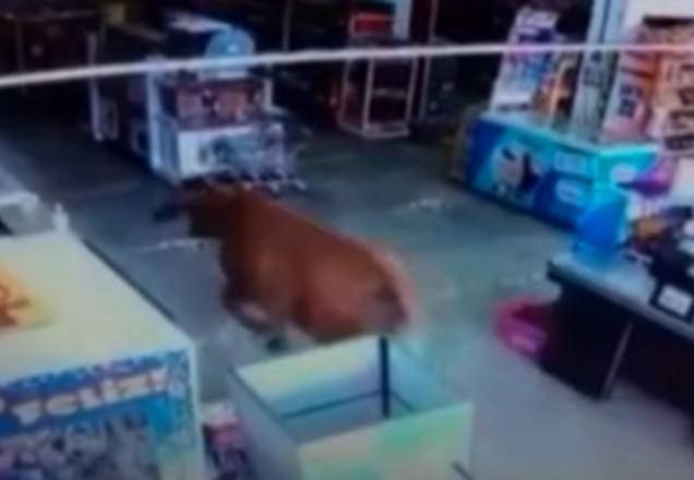 Vídeo: vaca é flagrada invadindo supermercado no interior de SP