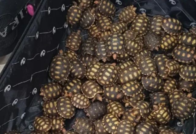 Imagem da noticia Homem é preso ao transportar 600 filhotes de jabutis dentro da mala