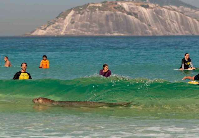 Vídeo: elefante-marinho é visto em praia do Rio de Janeiro