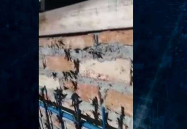 Vídeo: gafanhotos invadem casa no sudoeste da Bahia